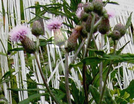 Centaurea sp.  (Asteraceae)